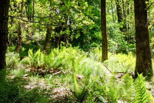 Smaragdeidechsen im Kastanienwald