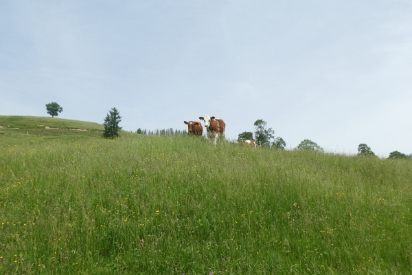 Tra l’Emmental e l’Oberland bernese