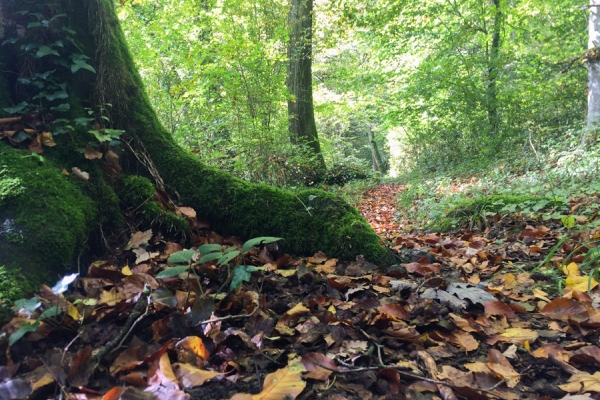 Un après-midi dans les forêts jurassiennes