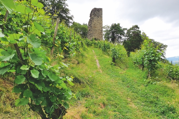 Auf dem Höhenweg zur Meldegg