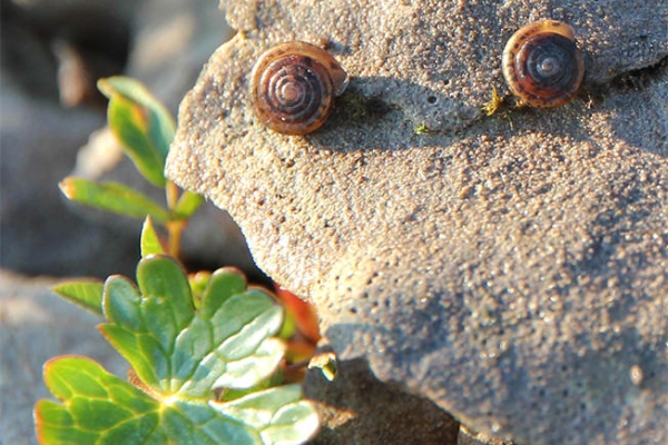 Sur la trace d'un escargot