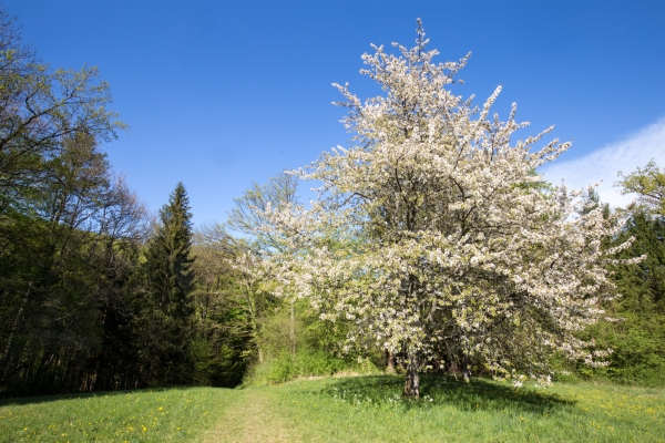 Au pays des cerisiers, de Gempen à Liestal