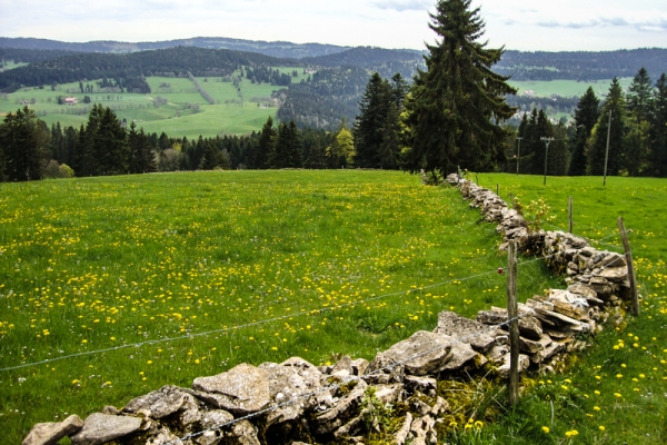 Entre forêts et pâturages