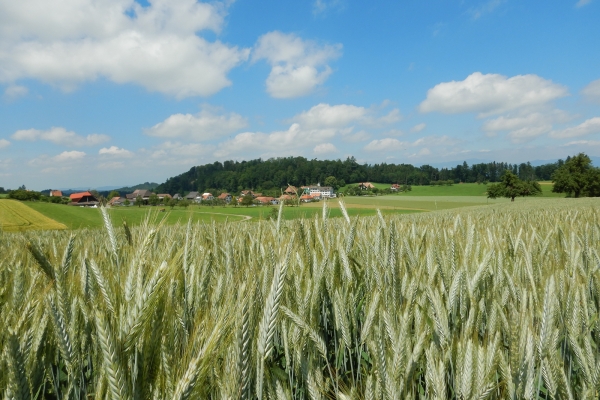 Les collines des Buchsiberge et Wynigenberge