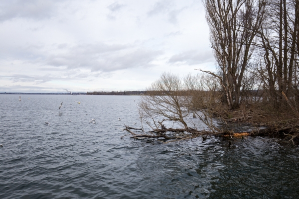 Promenade hivernale au lac de Greifen