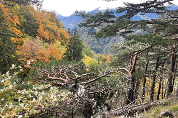 Feurige Herbstwanderung in Liechtenstein mit Aussicht aufs Rheintal