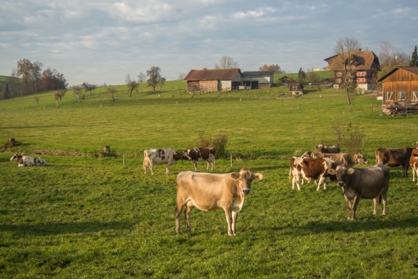 Dämmerung im Hinterland