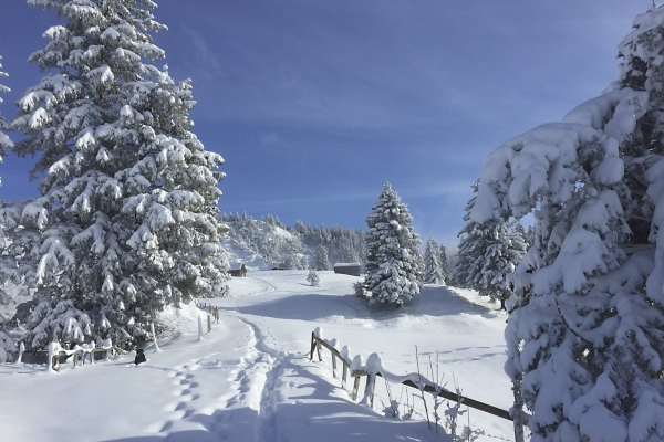 Schneeschuhlaufen; Technik, Taktik, Sicherheit