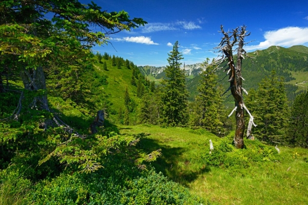 Marais enchanteur du Glaubenberg