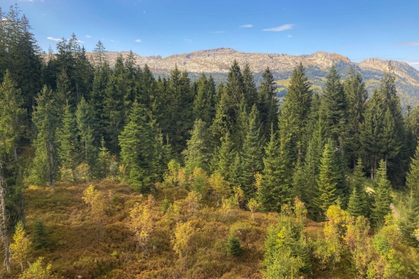 Wanderung durch die Moore der UNESCO Biosphäre Entlebuch