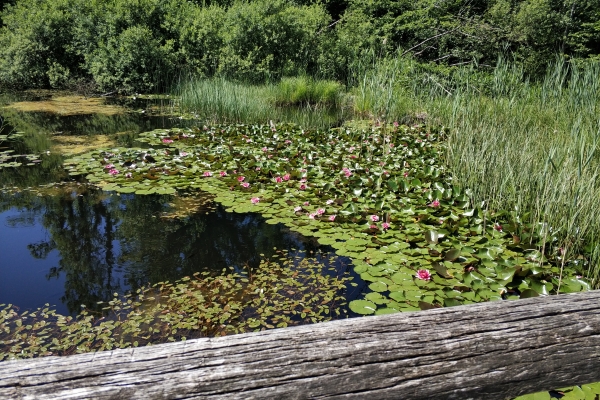 Naturschutzgebiet Goldseeli zu den Seeerosen (SZ)