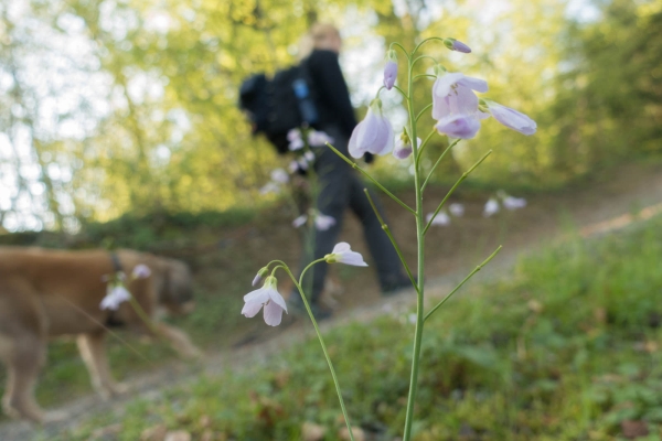 Printemps et rivières 