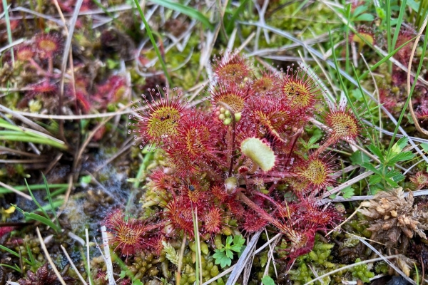 Wanderung durch die Moore der UNESCO Biosphäre Entlebuch