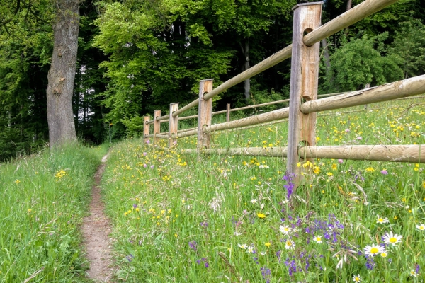 Auf dem Freiburger Voralpenweg