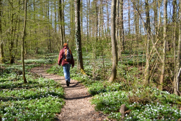 Frühlingswanderung am Hochrhein 