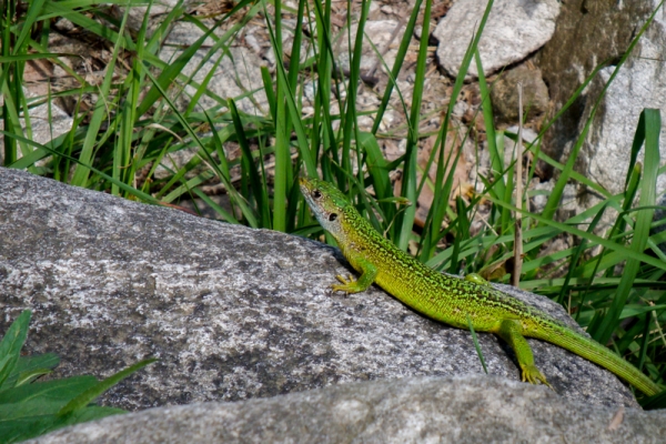 Des lézards verts sous les châtaigniers