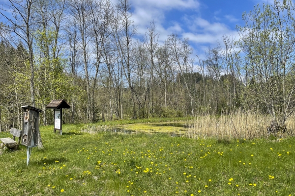 Escursione tra il lago di Zurigo e il lago di Sihl