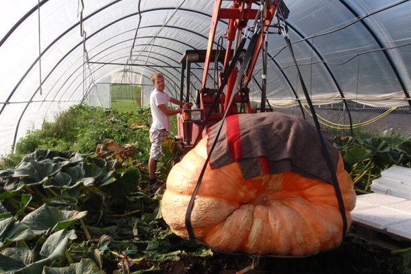 Chasse aux citrouilles à Pfungen