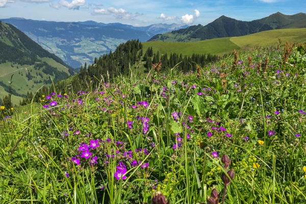 Steile Aufstiege im Blütenparadies