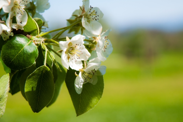 Frühling auf dem Seerücken