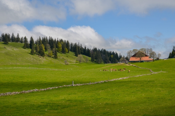 Berglandwirtschaft im Neuenburger Jura