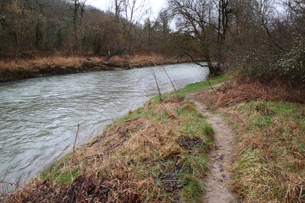 Traces de castor dans le vallon de l’Allondon