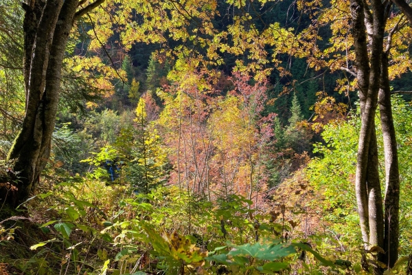 Wanderung zu den roten Quellen im Naturpark Diemtigtal