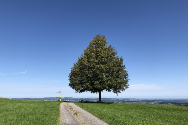 Halbtageswanderung zum Dreieckbaum