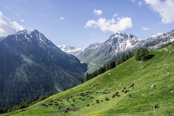 R71: Crêt du midi - Alpage Orzival - Avoin - Grimentz