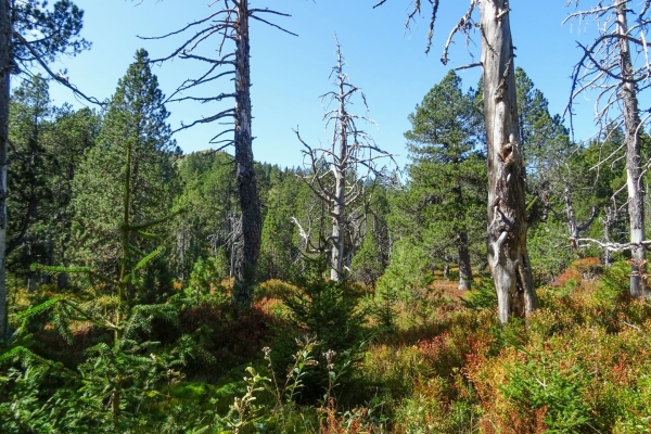 Wanderung durch die Moore der UNESCO Biosphäre Entlebuch