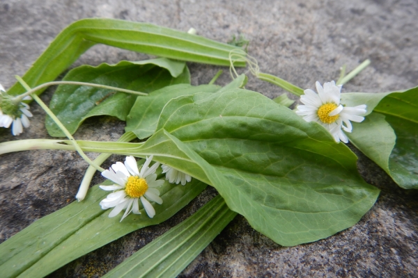 Soforthilfe-aus-der-natur