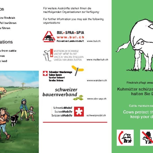 Flyer sichere Begegnung mit Mutterkühen