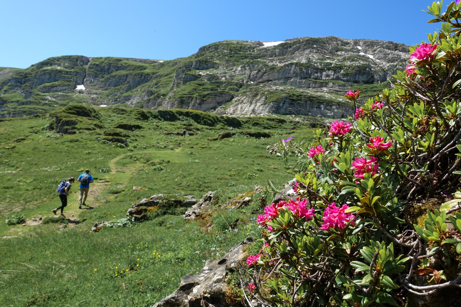 Alpenrosen blühen entlang des Wanderwegs zu den Schlachtbo&#776;den. Bild: Christiana Sutter 