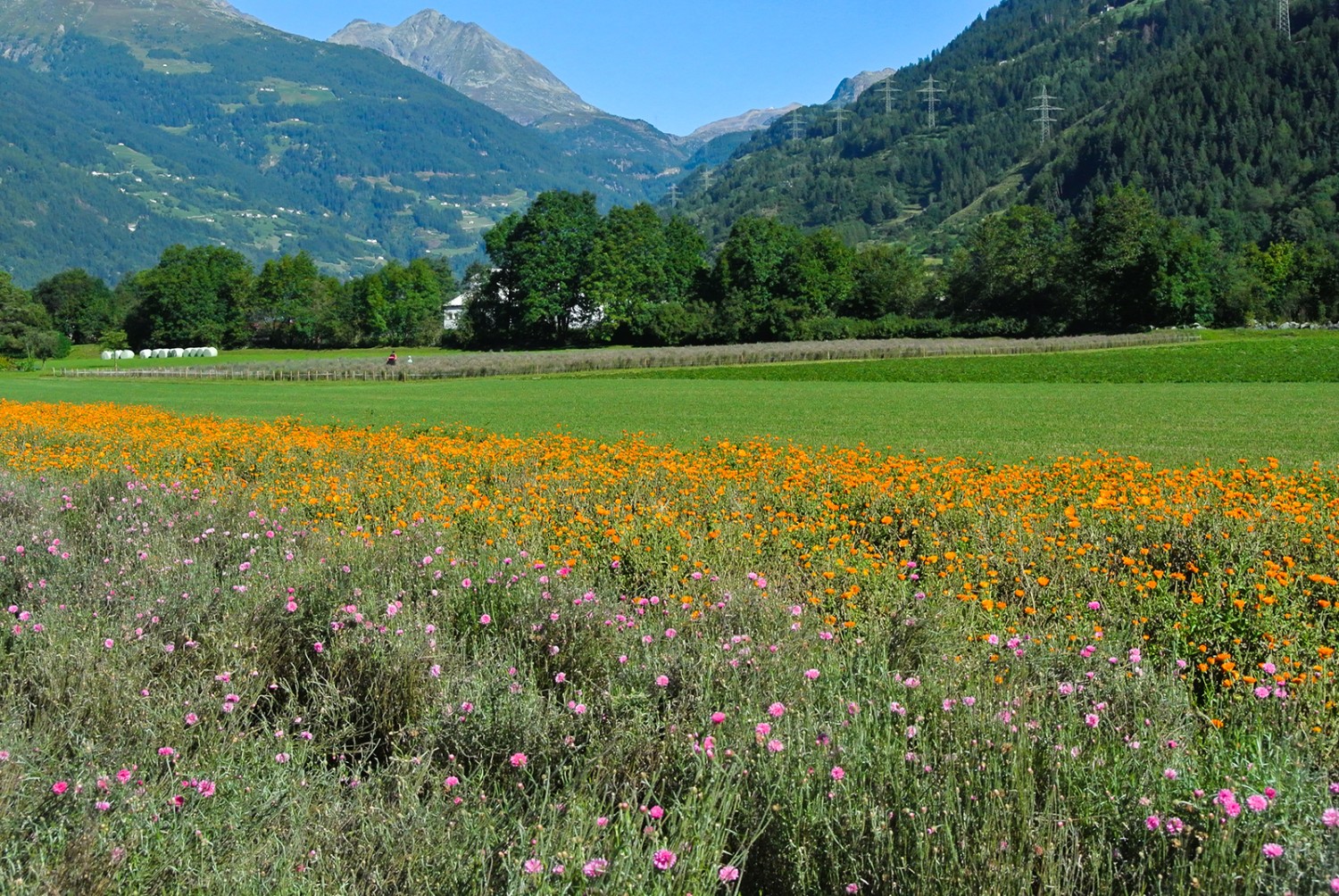 Farbige Felder von Ringelblumen und Kornblumen erfreuen das Auge nahe von Le Prese. Bild: R. Kappeler