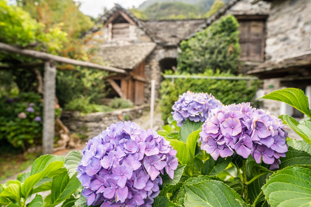 Die letzten Sommerblüten sind noch zu finden, bevor sich der Herbst bald ankündet. Bild: Wanderblondies