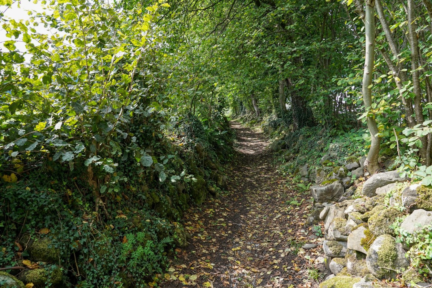 Le chemin creux menant à Alpnach.