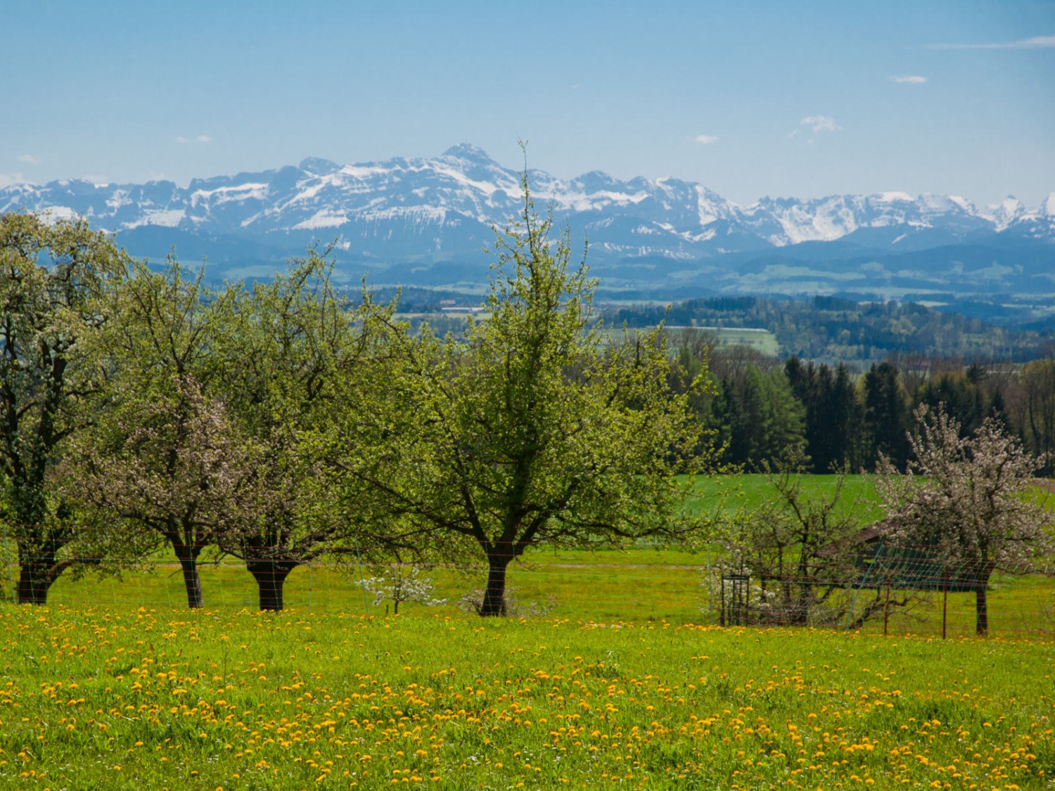 Panorama du printemps, avec les Alpes encore recouvertes de neige. Photo: Heinz Staffelbach