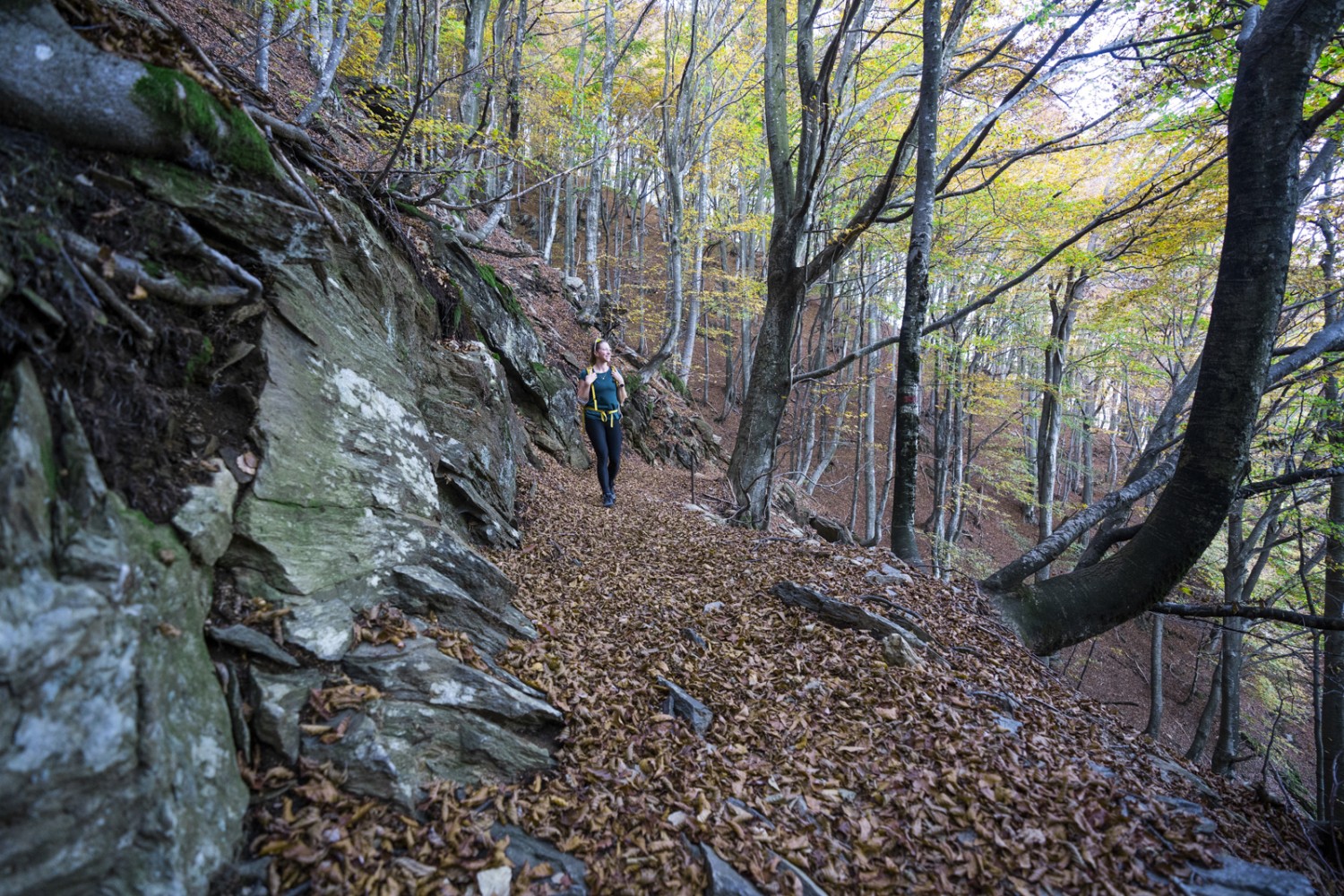 Ewiger Herbst: Die Blätter bleiben das ganze Jahr über liegen. Bild: Wanderblondies