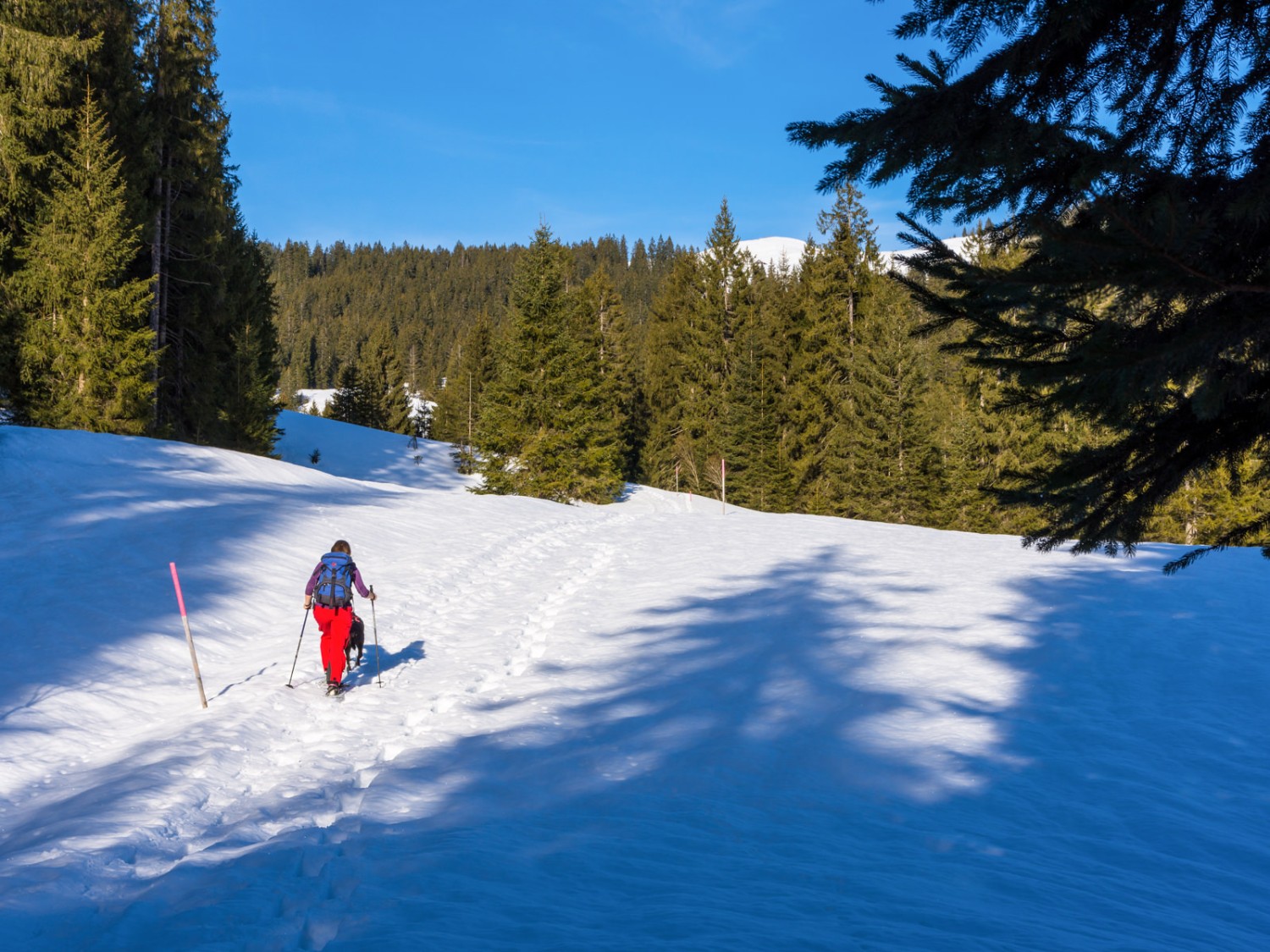 Il percorso attraversa radure e dolci colline fino a raggiungere la meta. Foto: Franz Ulrich