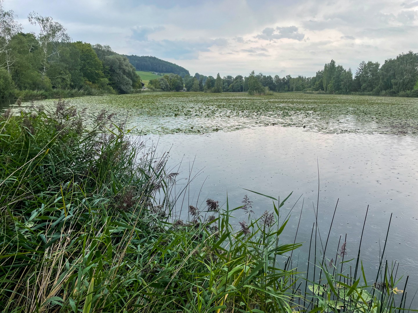 De nombreux nénuphars blancs flottent à la surface. Il s’agit de l’une des dernières populations naturelles de Suisse. Photo: Rémy Kappeler