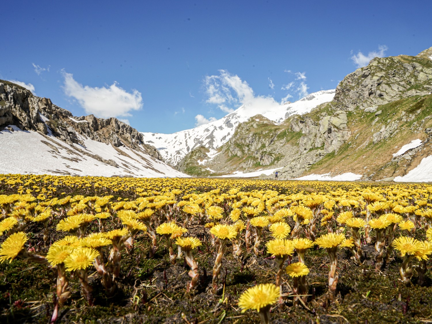 Abstecher auf die Greinaebene: Jenseits des Passo della Greina spriessen die ersten Huflattiche. Bild: Reto Wissmann