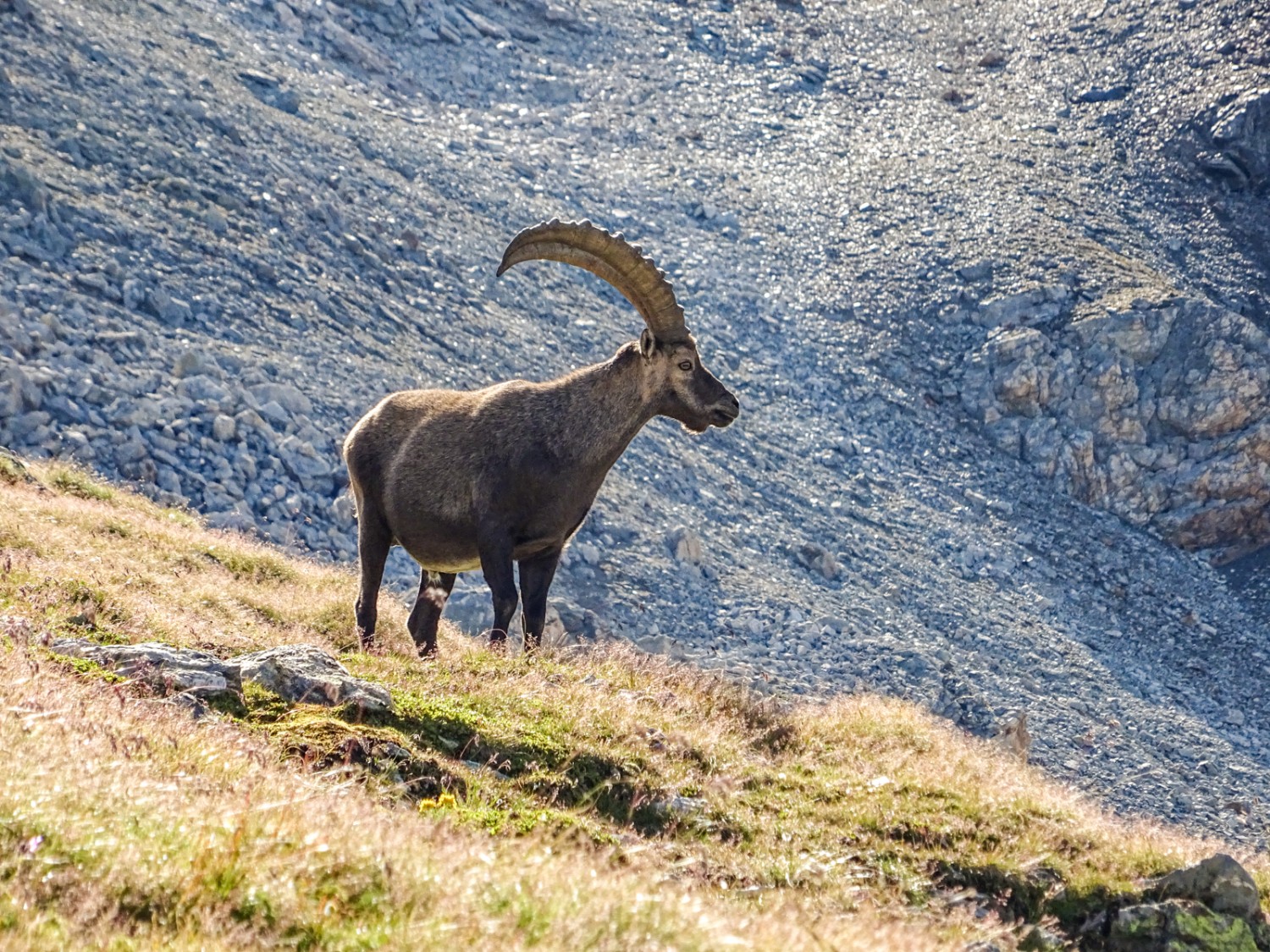 On a de grandes chances d’apercevoir des bouquetins lors de cette randonnée. Photo: Sabine Joss