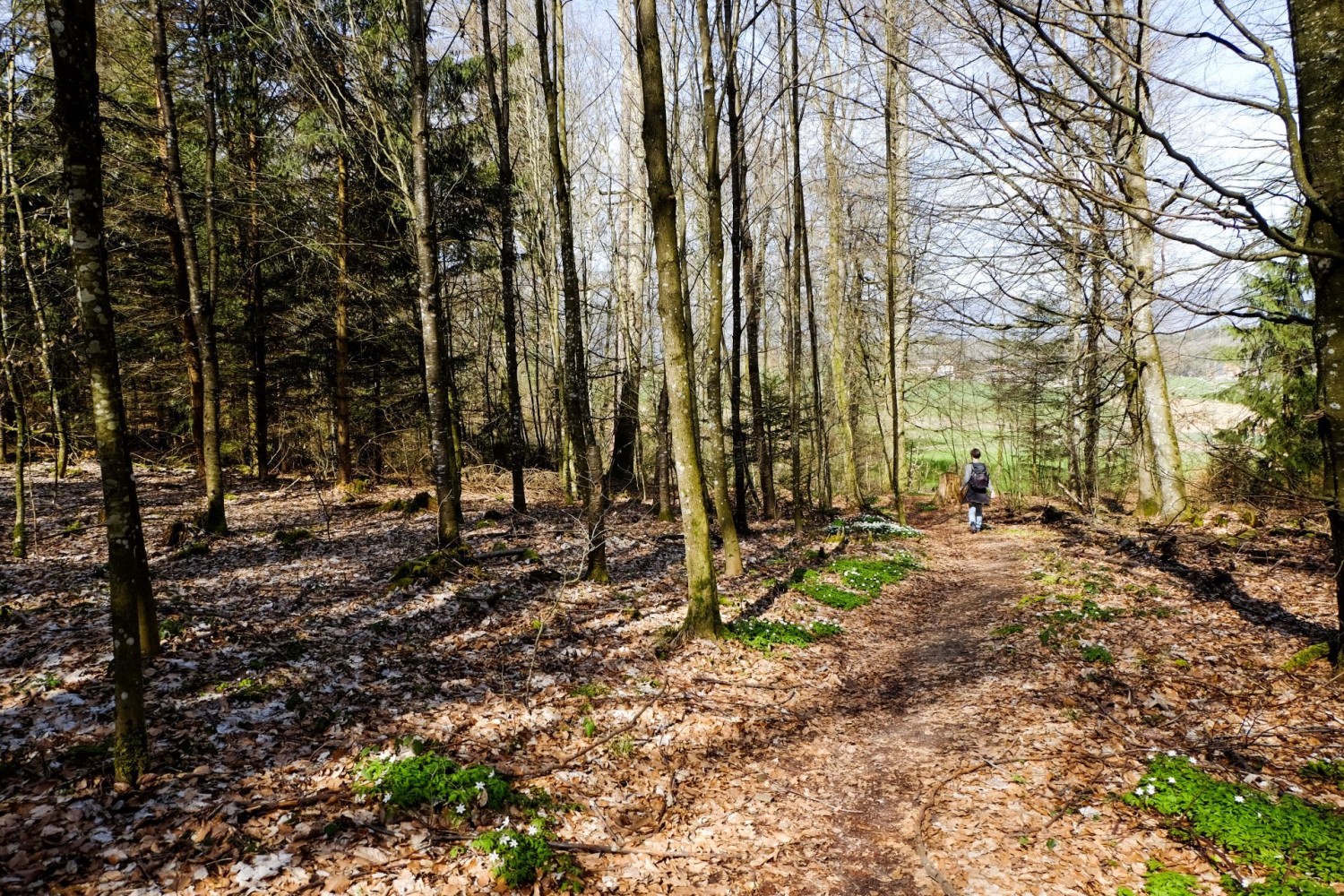 Randonnée à travers une forêt de hêtres. Des anémones des bois bordent le chemin.