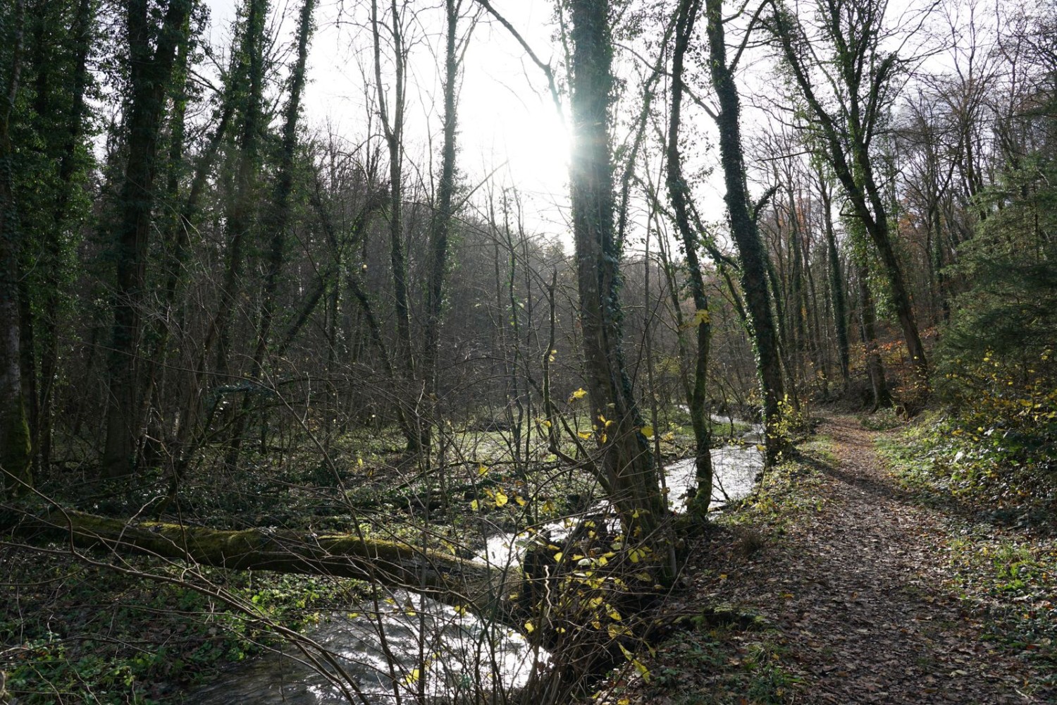 Im Herbst ist das Schlossholz besonders idyllisch.