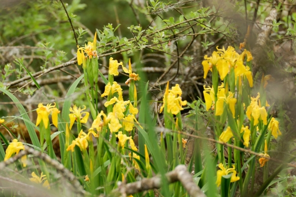 Renaturation au Seebachtal