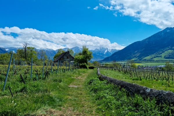 Vignes et châteaux dans la Seigneurie grisonne