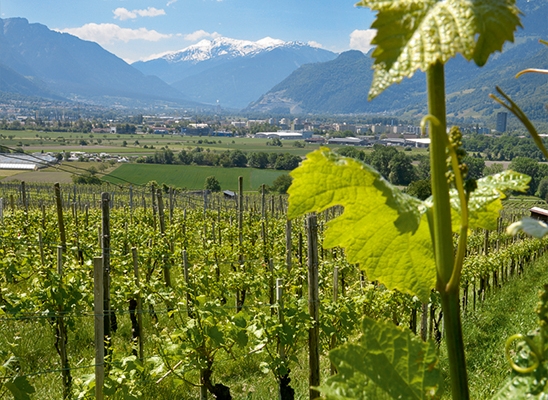 Weinbau in der Bündner Herrschaft