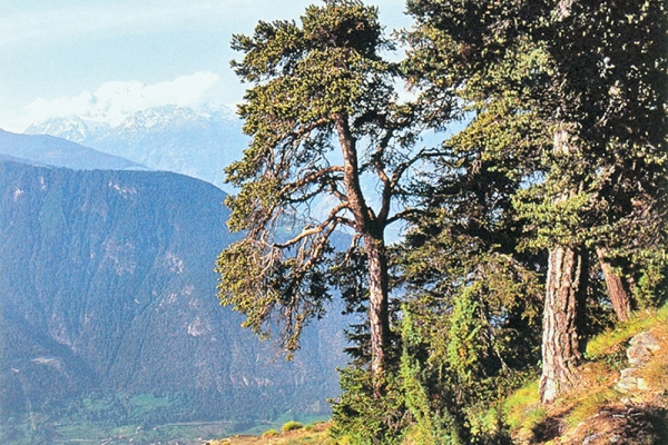 Rampe sud du Lötschberg 