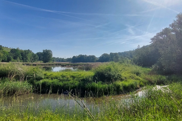 Wundervolle Flora und Fauna am Rhoneufer