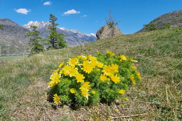 Floraison dans la vallée de Tourtemagne